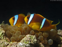 Colorful Red Sea 